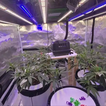 Super Lemon Haze (RDWC /SCrOG)