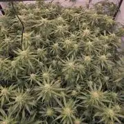 Super Lemon Haze (RDWC /SCrOG)