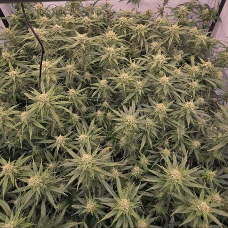 Super Lemon Haze (RDWC /SCrOG)