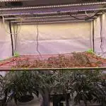 Super Lemon Haze (RDWC /SCrOG)