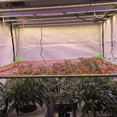 Super Lemon Haze (RDWC /SCrOG)