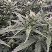 Super Lemon Haze (RDWC /SCrOG)