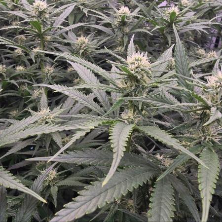 Super Lemon Haze (RDWC /SCrOG)