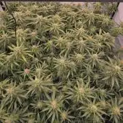 Super Lemon Haze (RDWC /SCrOG)