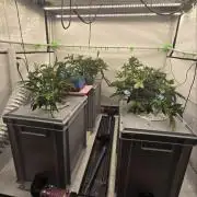 Gelato #45 RDWC Grow