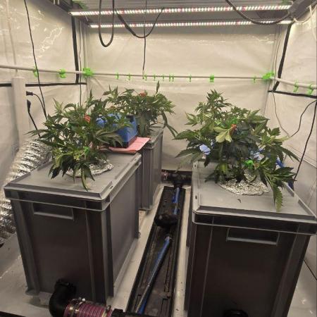 Gelato #45 RDWC Grow