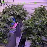 Gelato #45 RDWC Grow