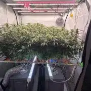 Super Lemon Haze (RDWC /SCrOG)