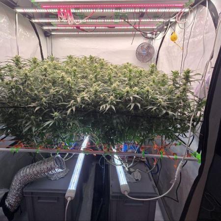 Super Lemon Haze (RDWC /SCrOG)