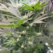 TerpyZ Tester