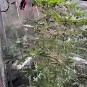TerpyZ Tester