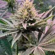 TerpyZ Tester