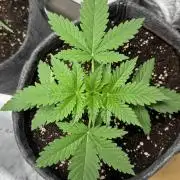 HighRoots Seeds