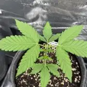 TerpyZ Tester