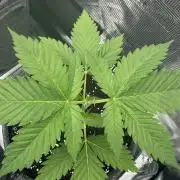 TerpyZ Tester
