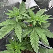 TerpyZ Tester