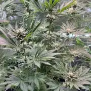 TerpyZ Tester