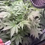 TerpyZ Tester