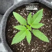 TerpyZ Tester
