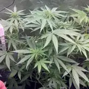 TerpyZ Tester