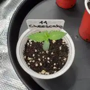 TerpyZ Tester