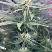 TerpyZ Tester