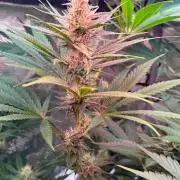 TerpyZ Tester