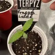 TerpyZ Tester