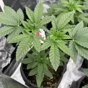 TerpyZ Tester
