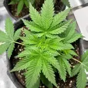 HighRoots Seeds