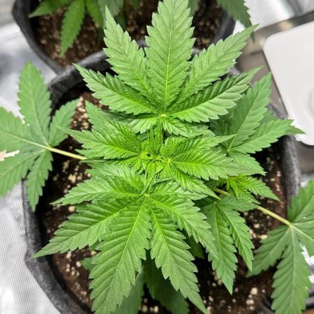 HighRoots Seeds