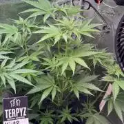 TerpyZ Tester