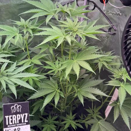 TerpyZ Tester