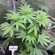 TerpyZ Tester