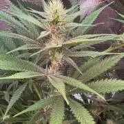 TerpyZ Tester