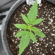 TerpyZ Tester