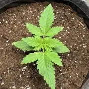HighRoots Seeds