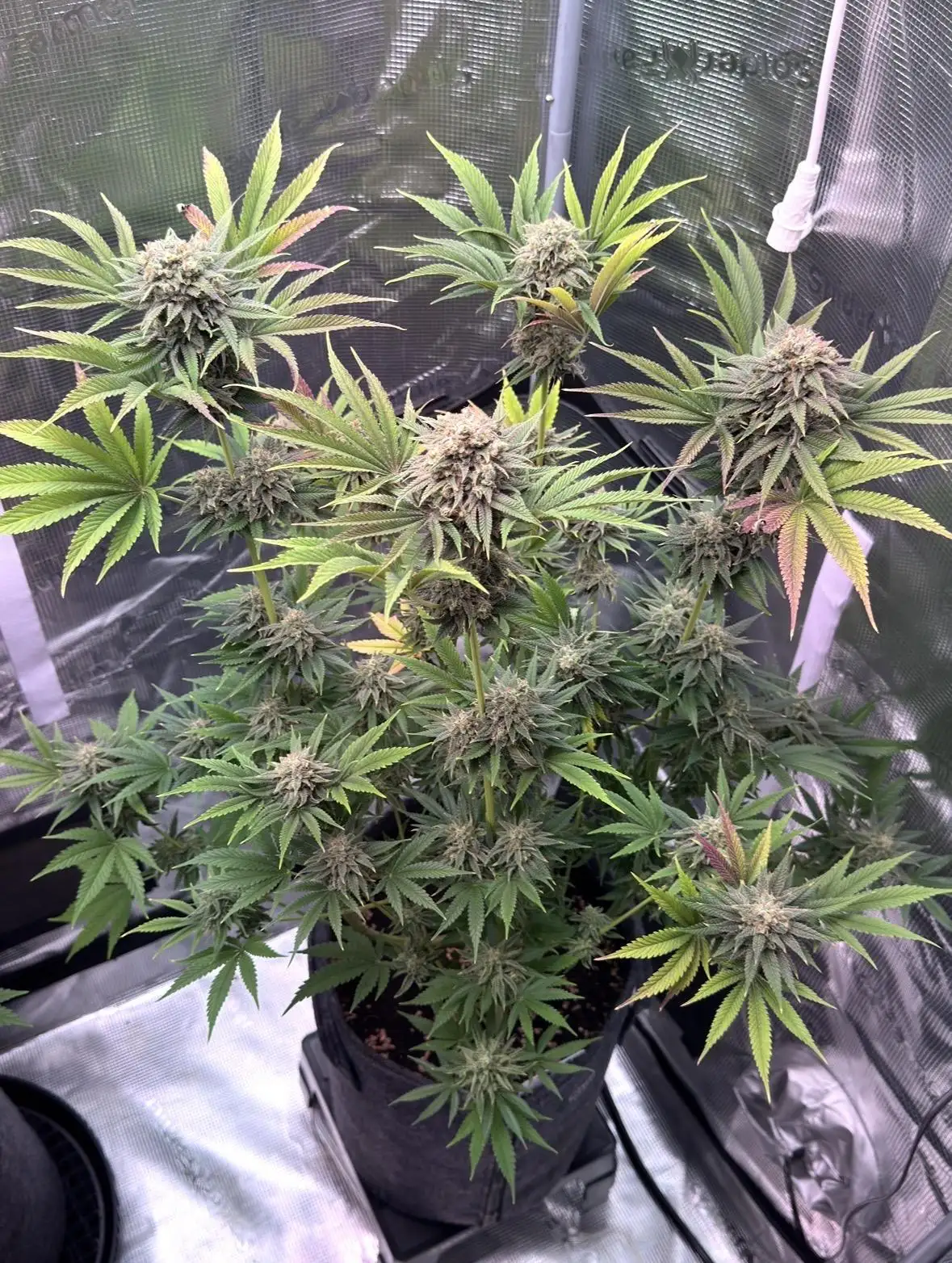 Test Showroom grow journal by ShortyV12 - GrowDiaries
