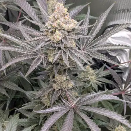 Tangerine Sorbet