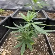 Jack Herer