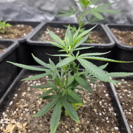 Jack Herer