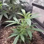 Jack Herer