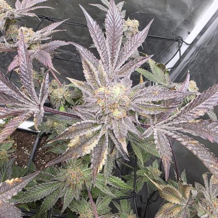 Bluzcotti Vaders Cut