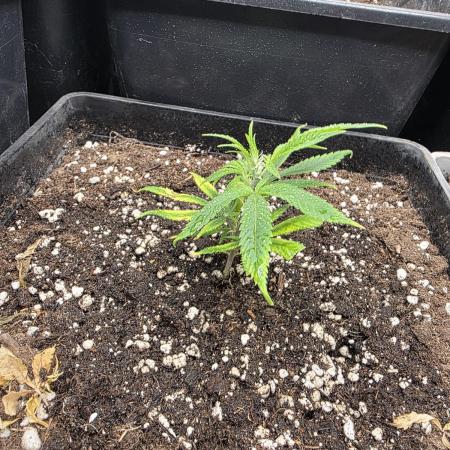 Jack Herer