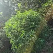 Outdoor like in the good old days