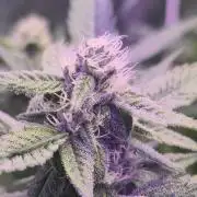 Biiiig Mama 2's Babies