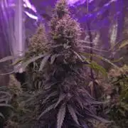 Haze Grow