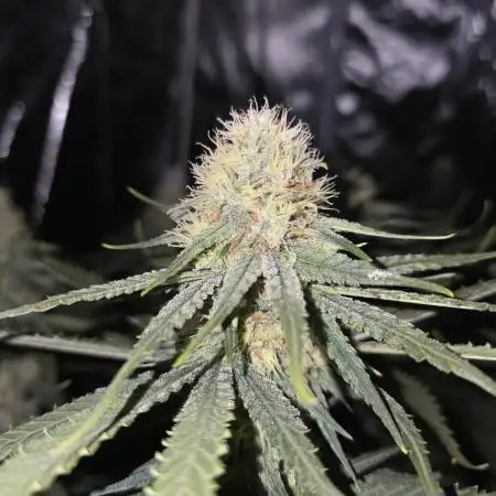 Haze Grow
