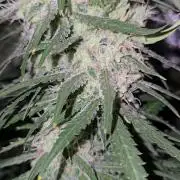 Haze Grow