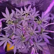 Biiiig Mama 2's Babies